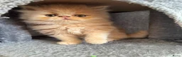 Persian cats for sale: 🐾 Persian Kittens for Sale 🐾 - Advert 4