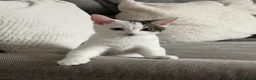 Mixed Breed cats for sale: Mixed Breed 17 Week Old Male Kitten - Advert 7