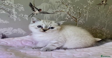 British Shorthair cats 🧸EXCEPTIONAL QUALITY PURE BREED BSH TEDDY BEARS🧸 - Advert 6