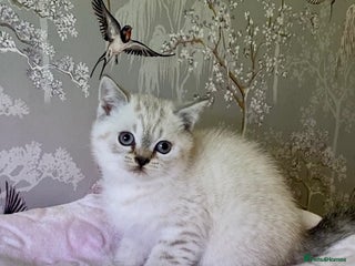 British Shorthair cats 🧸EXCEPTIONAL QUALITY PURE BREED BSH TEDDY BEARS🧸 - Advert 7