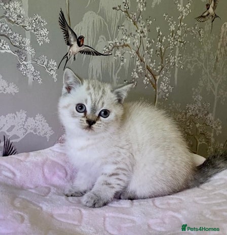 British Shorthair cats 🧸EXCEPTIONAL QUALITY PURE BREED BSH TEDDY BEARS🧸 - Advert 5