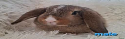 Mini Lop rabbits for sale: **Ready to leave now** Mini Lop babies - Advert 4
