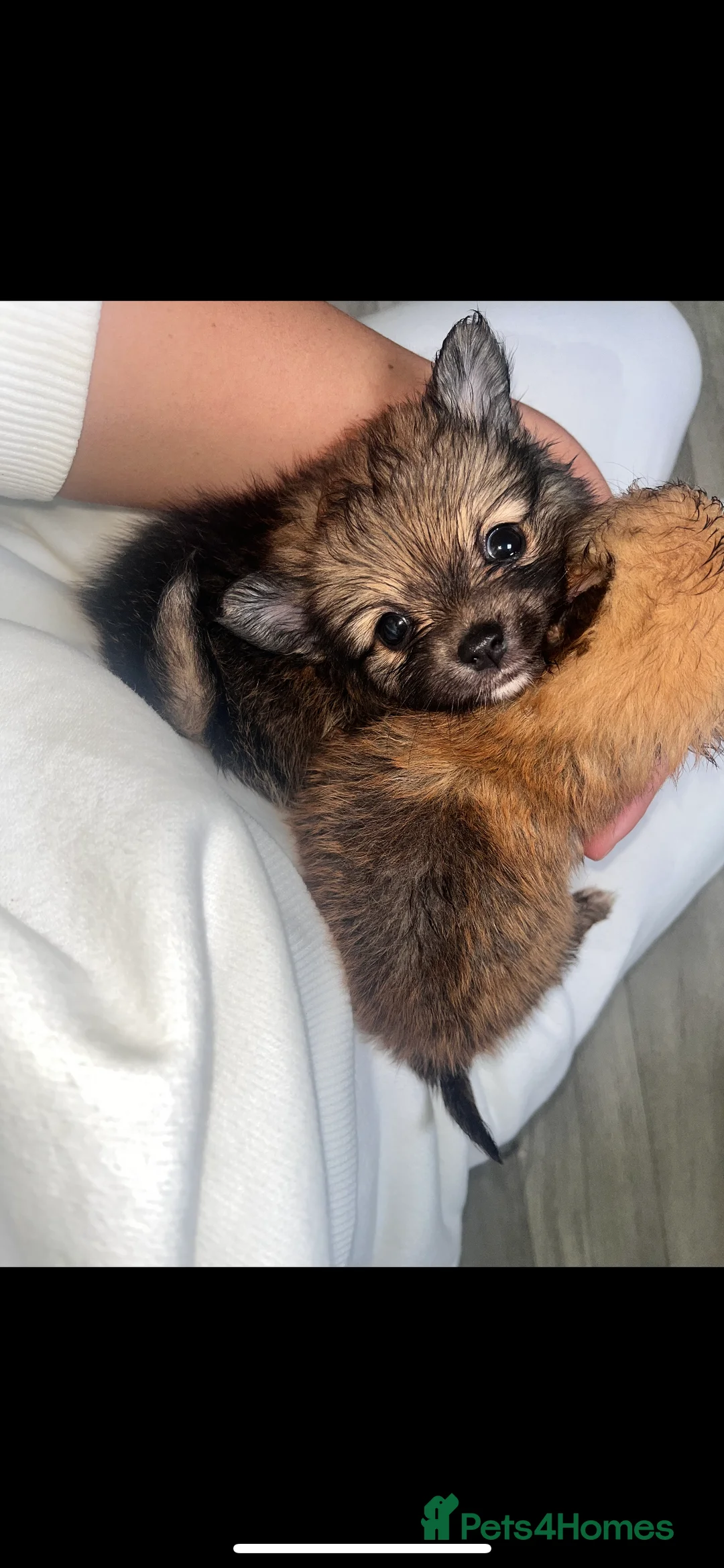 Pomeranian dogs for sale: Pomeranian - Advert 6