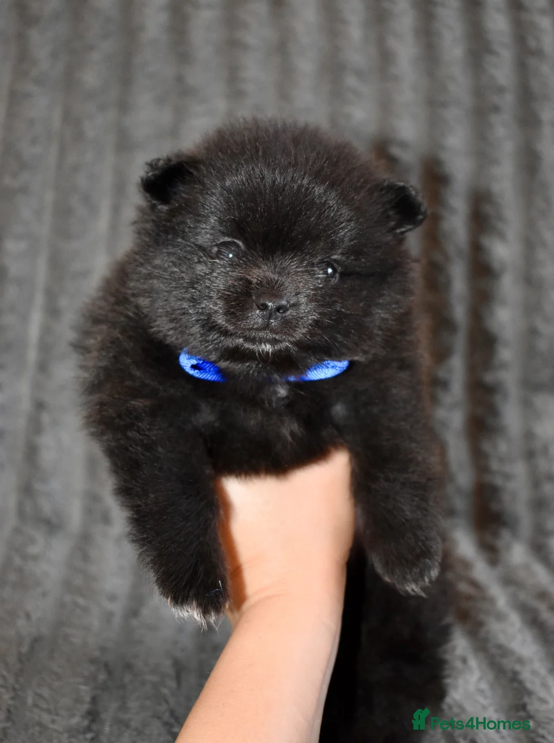 Pomeranian dogs for sale: Looking for My Forever Human 🥹🐾🤎 - Advert 2
