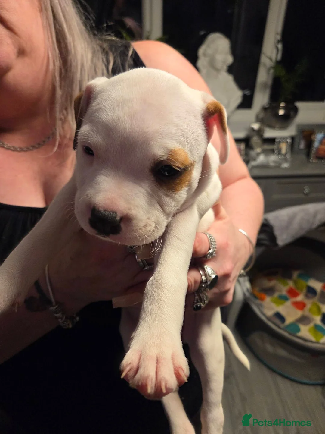 Mixed Breed dogs for sale: Irish Staffy x American bulldog puppies  - Advert 7