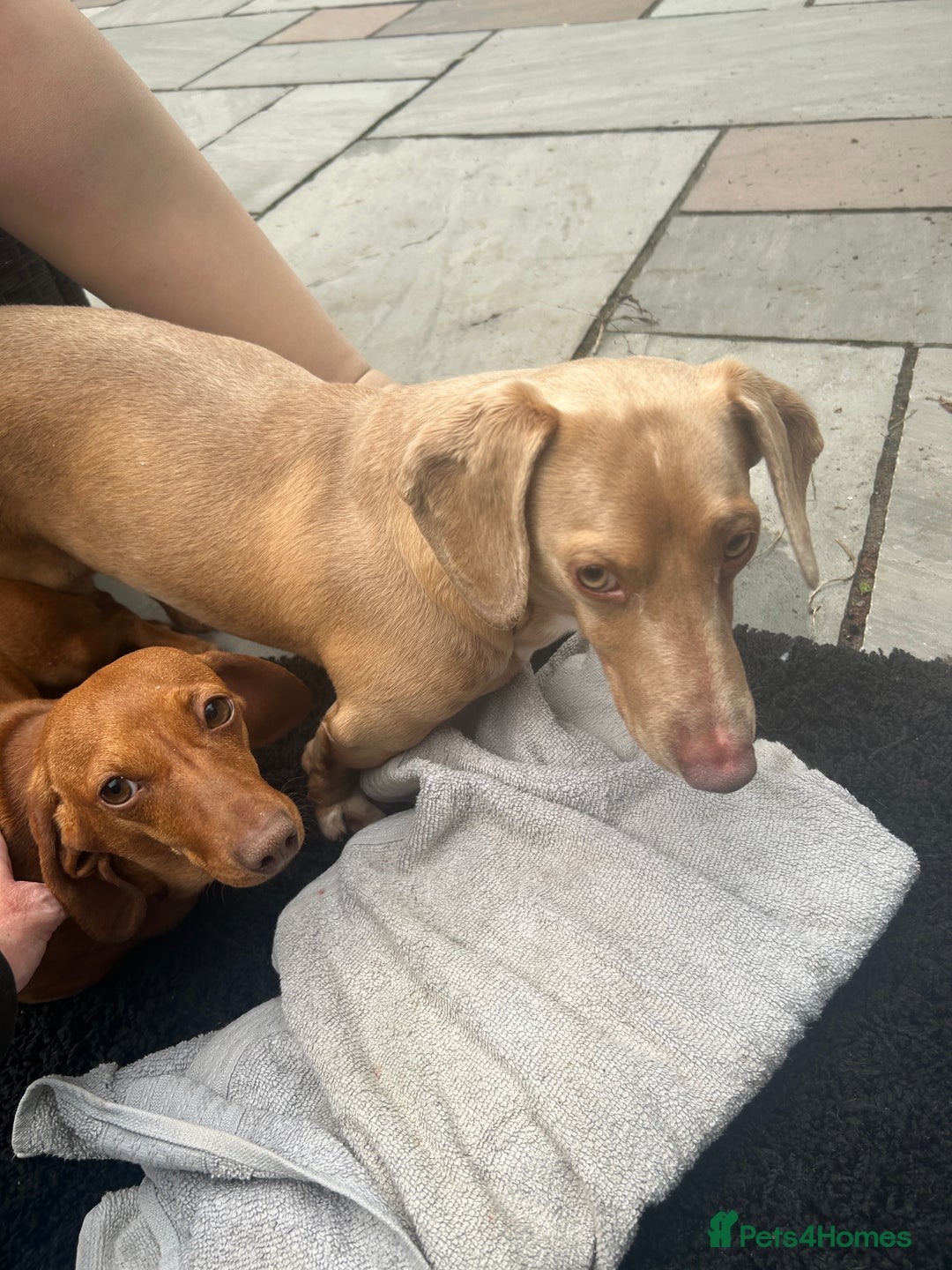 Miniature Dachshund dogs for sale: Superb Miniature KC reg Dachshund puppies - Image 32