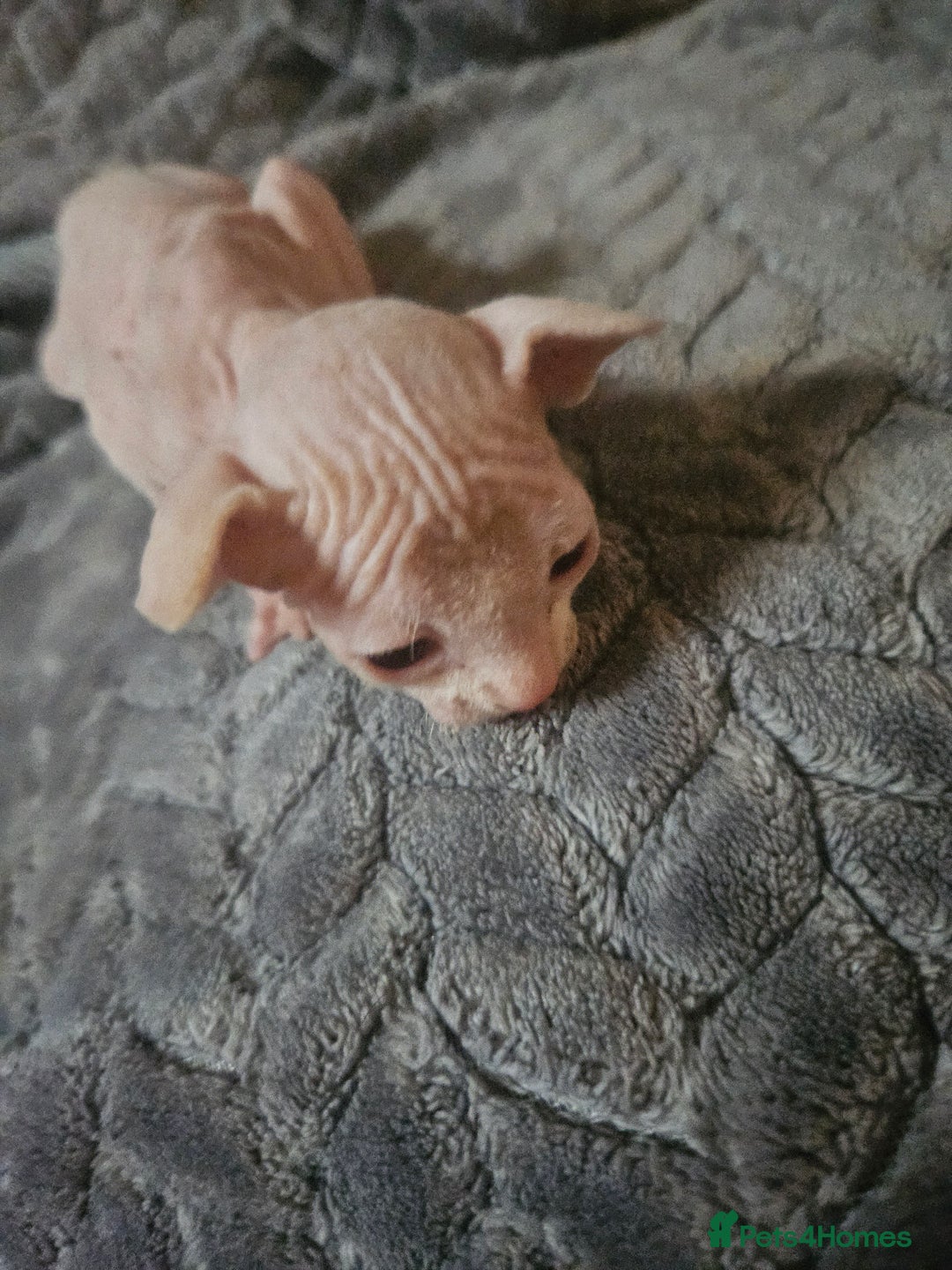 Sphynx cats for sale: Sphynx naked and coated  - Image 12
