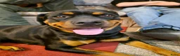 Rottweiler dogs for sale: 1 year old rottweiler for sale  - Advert 1