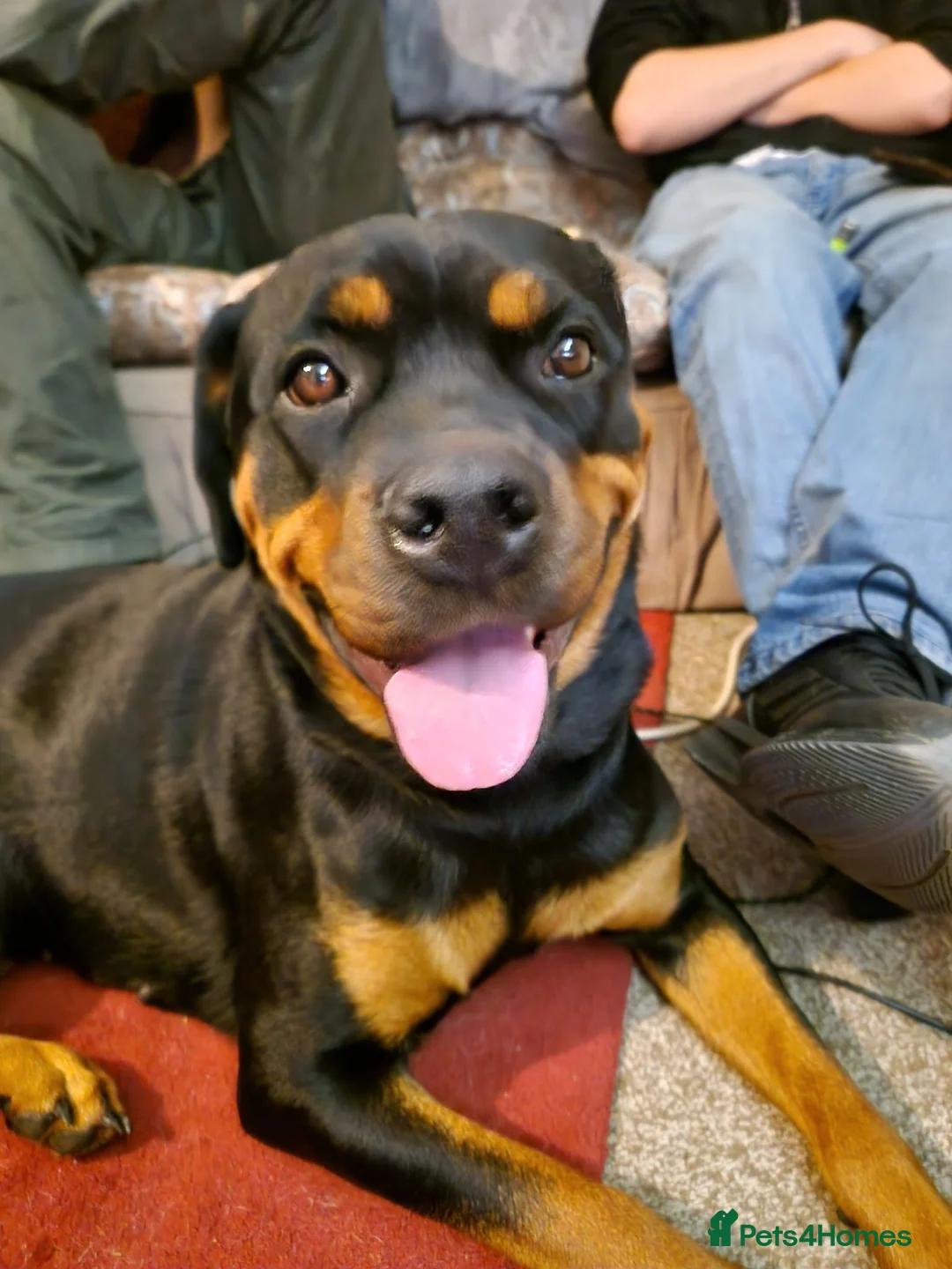 Rottweiler dogs for sale: 1 year old rottweiler for sale  - Advert 1