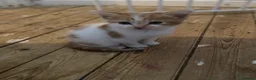Mixed Breed cats for sale: Beautiful fur babies to go to lovley homes :)  - Advert 8