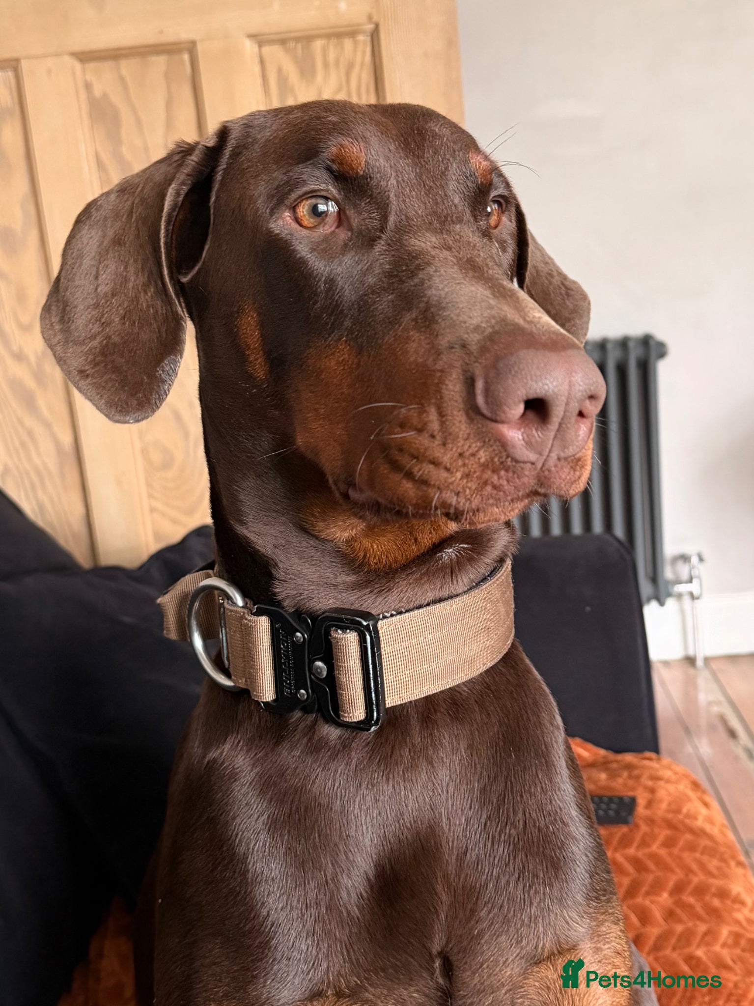 Dobermann dogs Beautiful Doberman - kc registered  - Advert 1