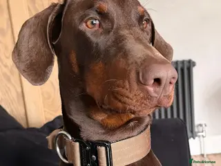 Dobermann dogs Beautiful Doberman - kc registered - Advert 1