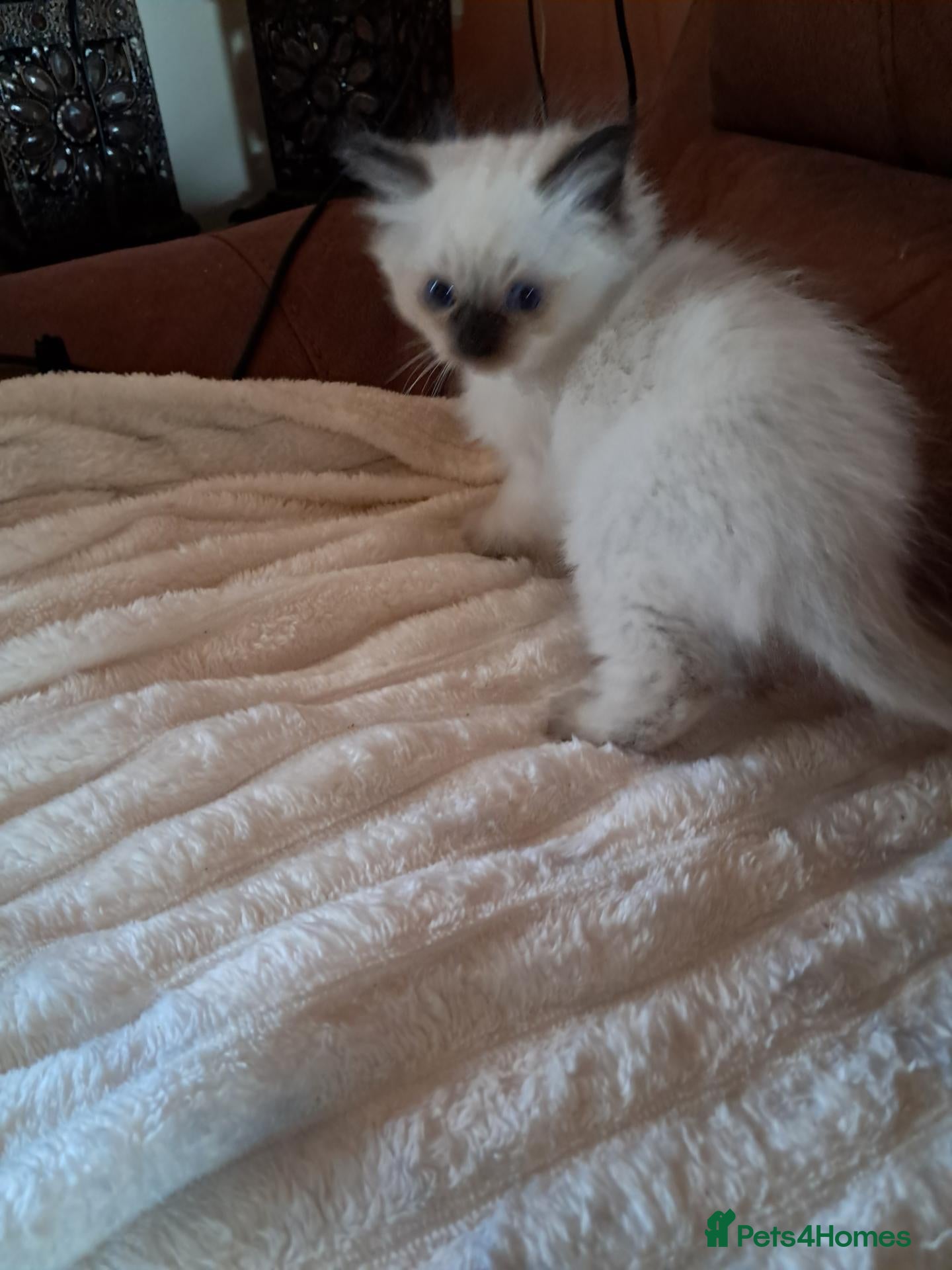 Ragdoll cats Ragdoll kittens for sale  - Advert 5