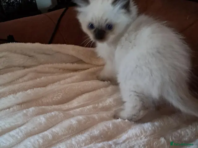 Ragdoll cats Ragdoll kittens for sale - Advert 11