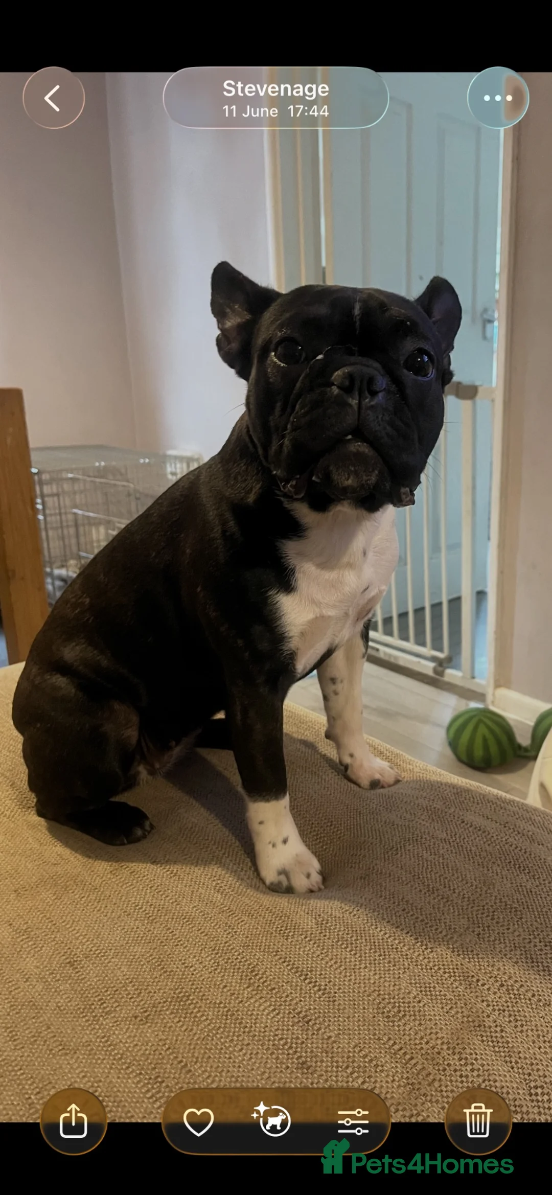 Mixed Breed dogs for adoption: 1 year old French bull x Boston looking for home - Advert 5
