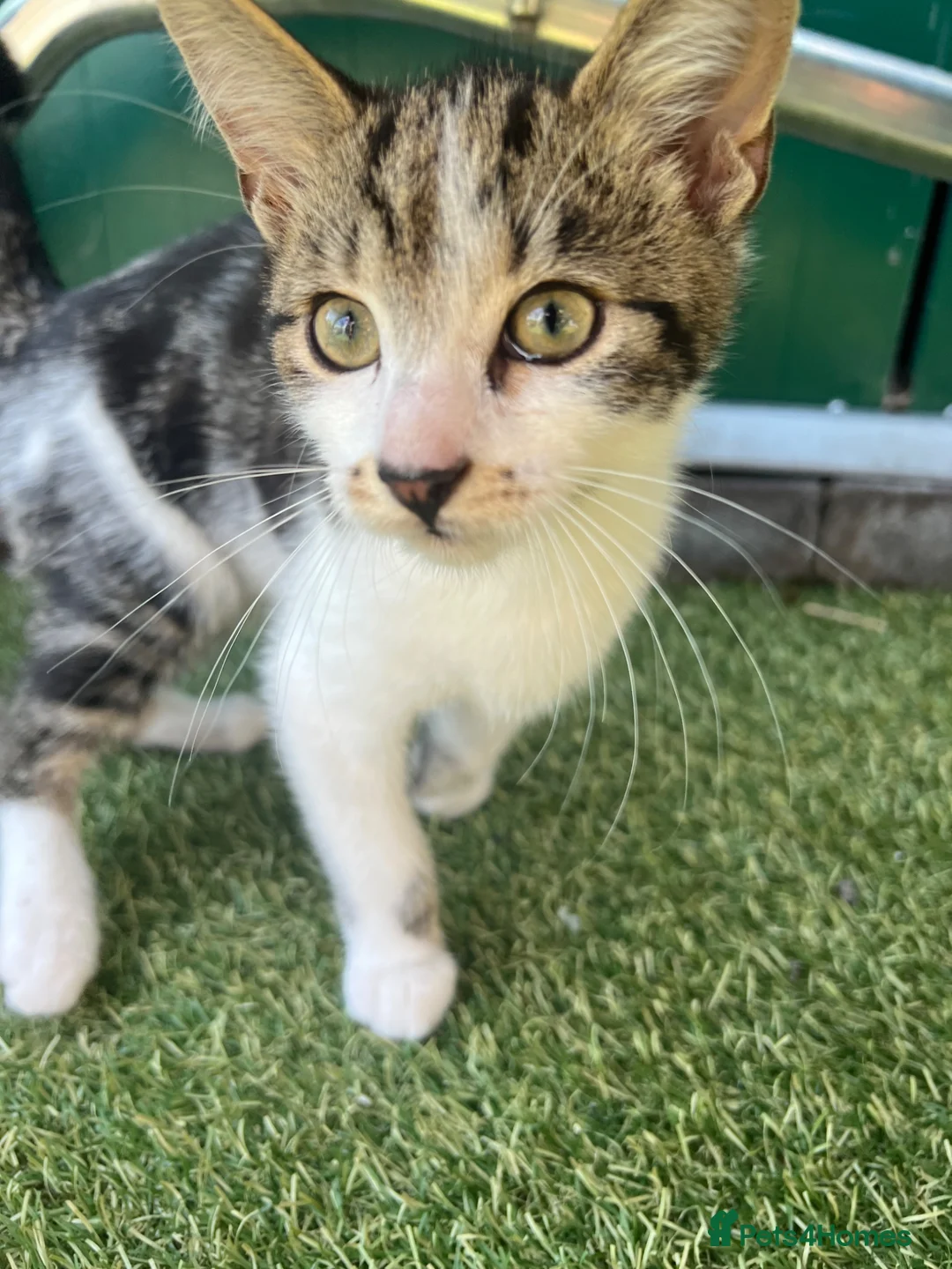American Shorthair cats for sale: £10 Friendly cat!! black/white cat - Advert 1