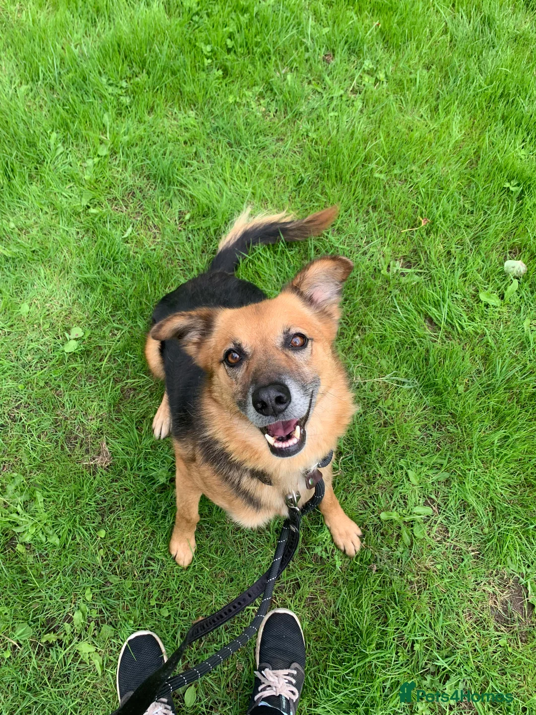 Mixed Breed dogs for adoption: Meet Star, currently residing in Cheshire  in Nantwich - Advert 6