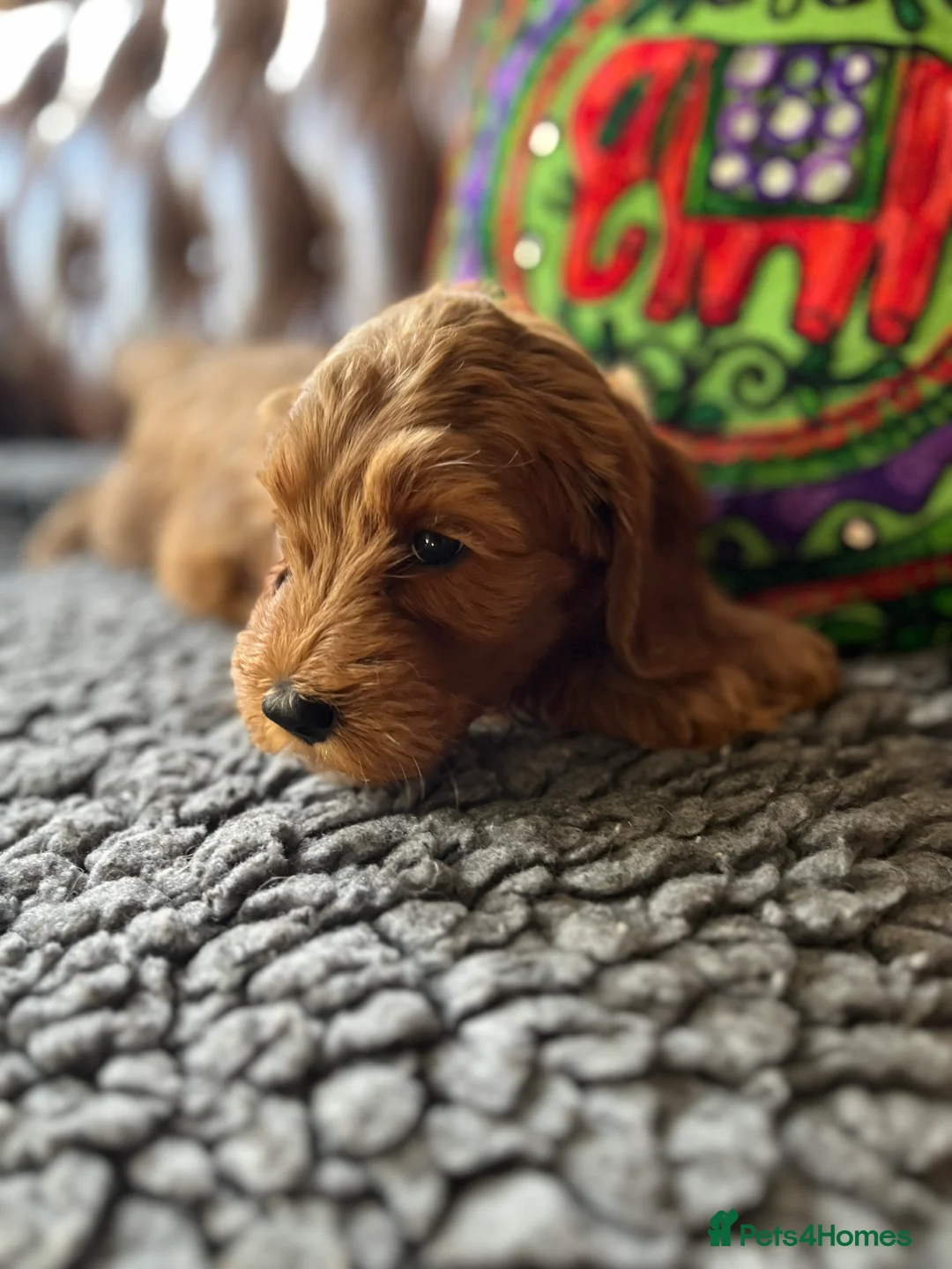 Australian Labradoodle dogs for sale: Meet Lettuce  - Advert 1