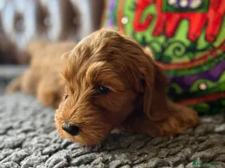 Australian Labradoodle dogs Meet Lettuce - Advert 2