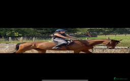 Irish Sports horses for sale: big beautiful bay 🥰 - Image 15