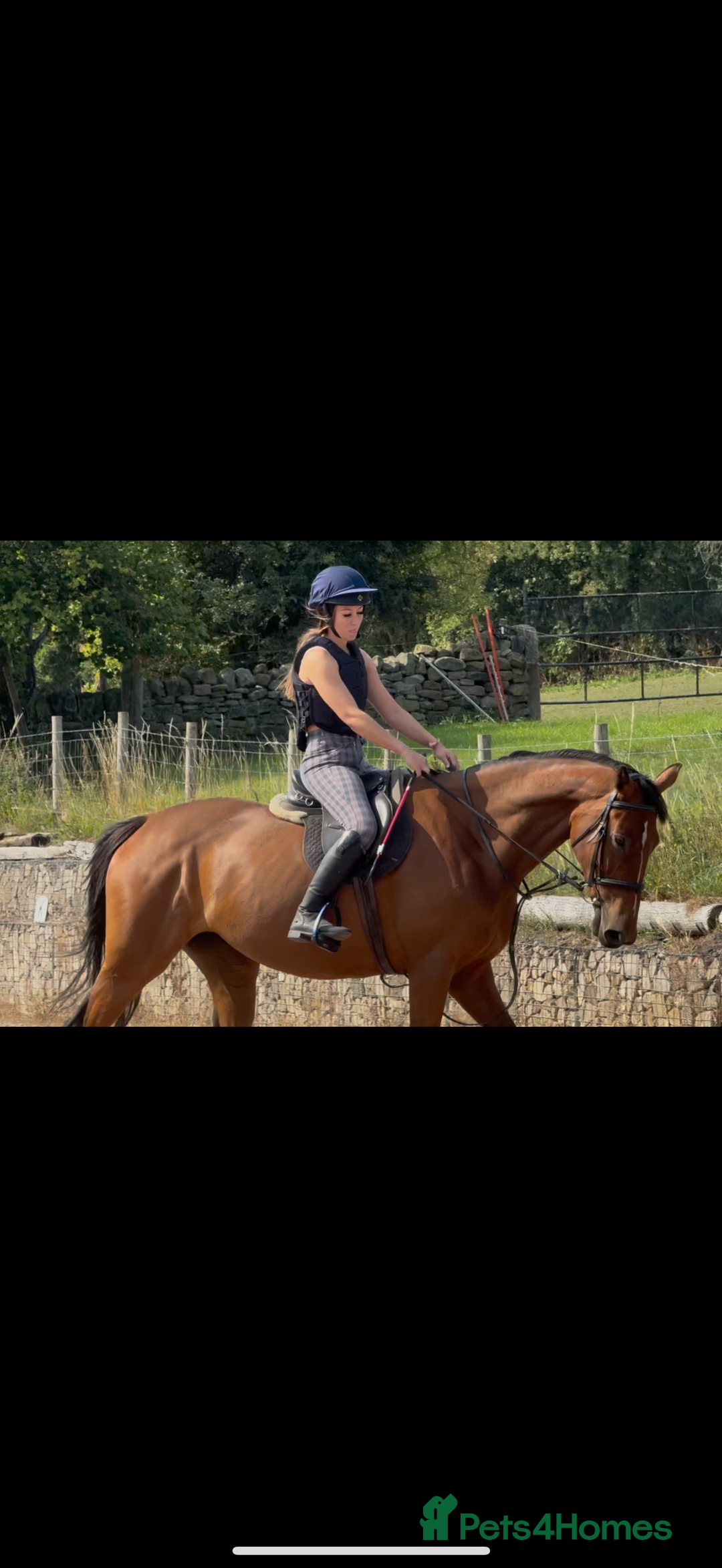 Irish Sports horses for sale: big beautiful bay 🥰 - Image 15