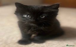 Domestic Shorthair cats for sale: Beautiful Fluffy Kittens - Advert 3