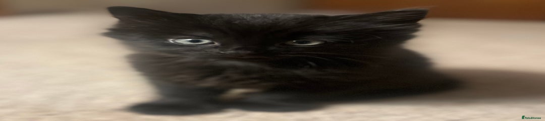 Domestic Shorthair Kitten 2