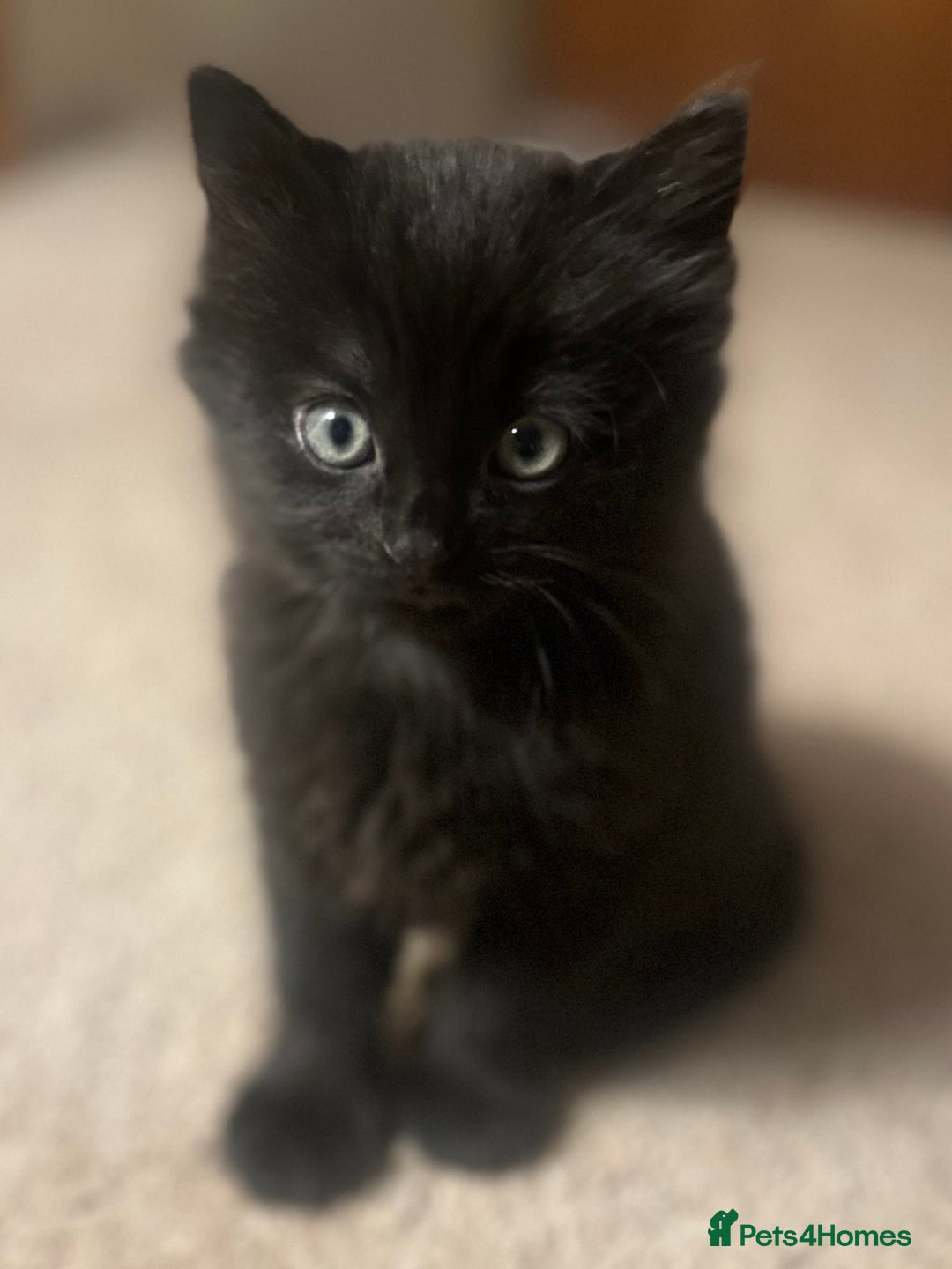 Domestic Shorthair cats for sale: Beautiful Fluffy Kittens - Advert 3