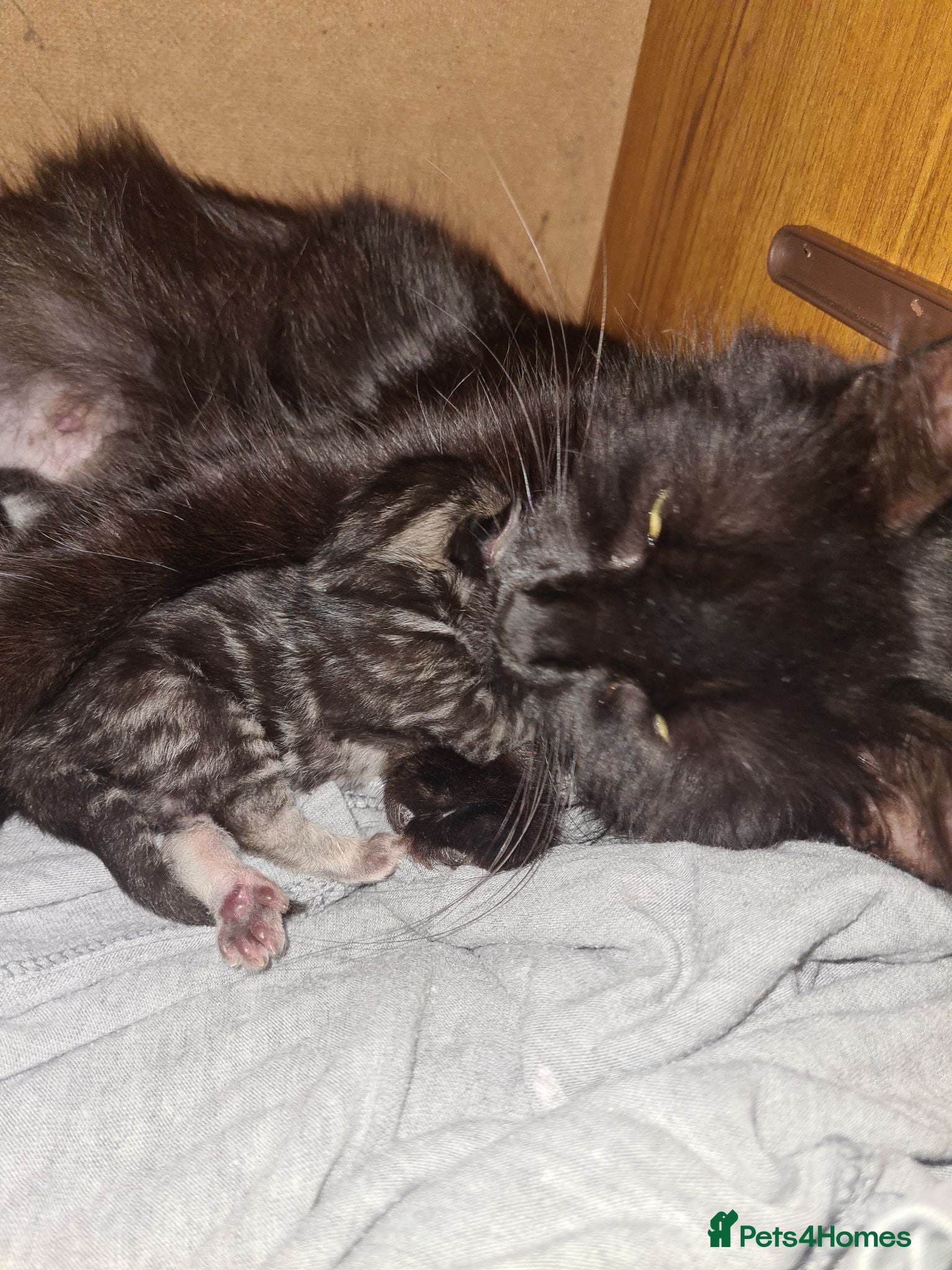 Mixed Breed cats Ready now! - Advert 2