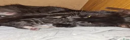 Mixed Breed cats for sale: Ready now! - Advert 1
