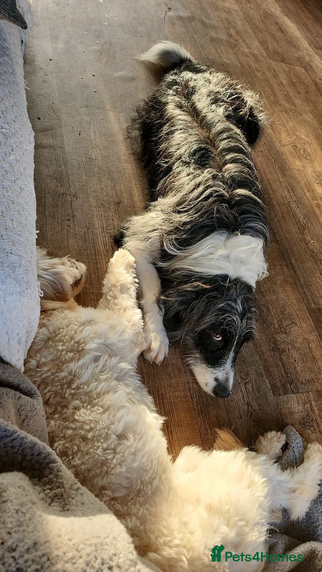 Mixed Breed dogs for adoption: Meet Lumi, currently residing in Somerset  - Advert 12