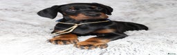 Dobermann dogs for sale: WAITLIST 2026 CEZARBLUE 5 STAR LICENSED ⭐️  - Advert 30