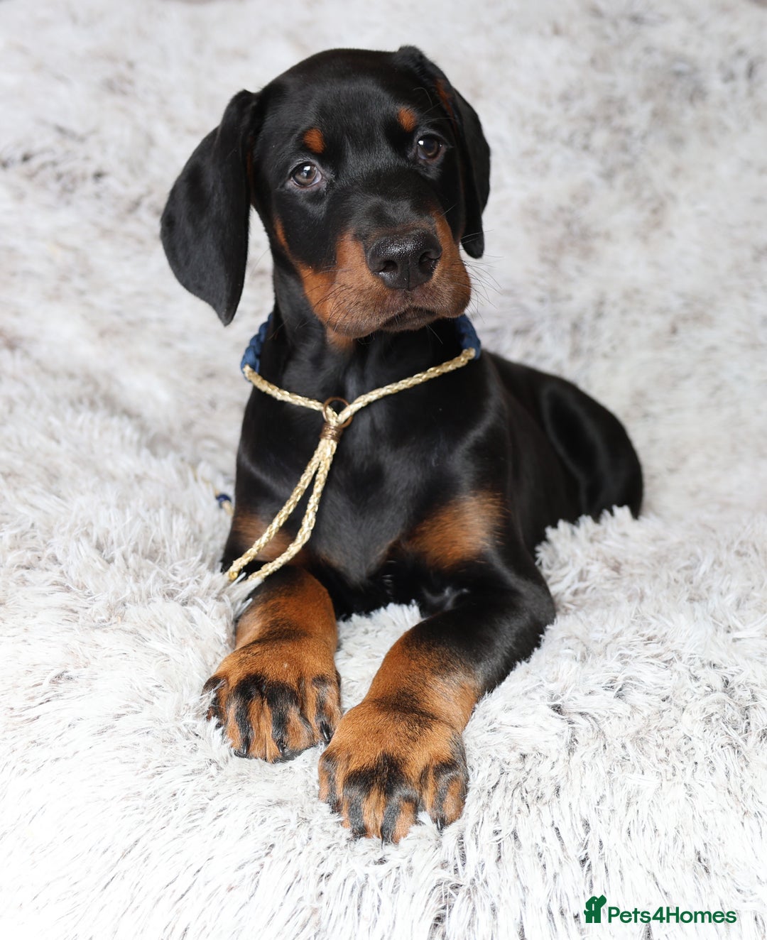 Dobermann dogs for sale: WAITLIST 2026 CEZARBLUE 5 STAR LICENSED ⭐️  - Advert 30