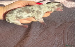 Chihuahua dogs for sale: Chocolate Merle Longhair Chihuahua,1boy 1girl left - Image 14