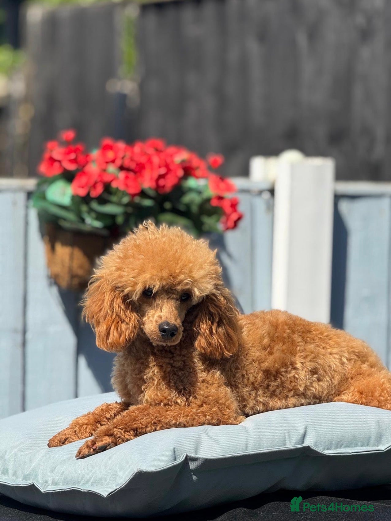 Miniature Poodle dogs Miniature poodle  - Advert 1