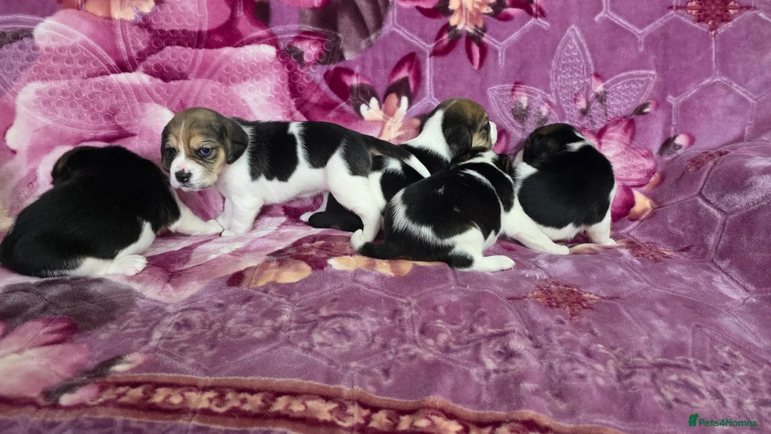 Beagle dogs for sale: Beautiful Beagle puppies looking for loving homes - Advert 10