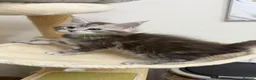Maine Coon cats for sale: Purebred black sliver maincoon - Advert 10