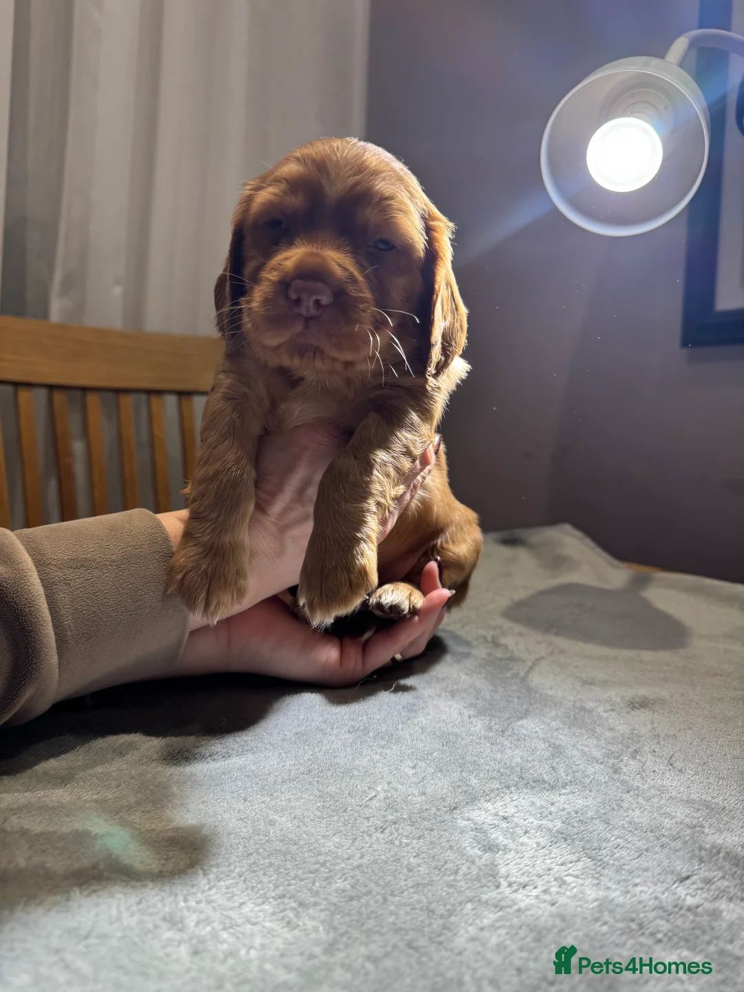 Cocker Spaniel dogs for sale: Adorable cocker spaniel puppies - Advert 5