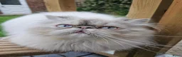 Persian cats for sale: Stunning Top Quality Persian Kittens  - Advert 26
