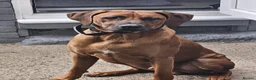 Rhodesian Ridgeback dogs for sale: Rhodesian Ridgeback Adult male in Middlesbrough - Advert 3