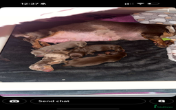 Miniature Dachshund dogs for sale: 🐾🌟 Miniature Dachshund Puppies🌟🐾 - Advert 4