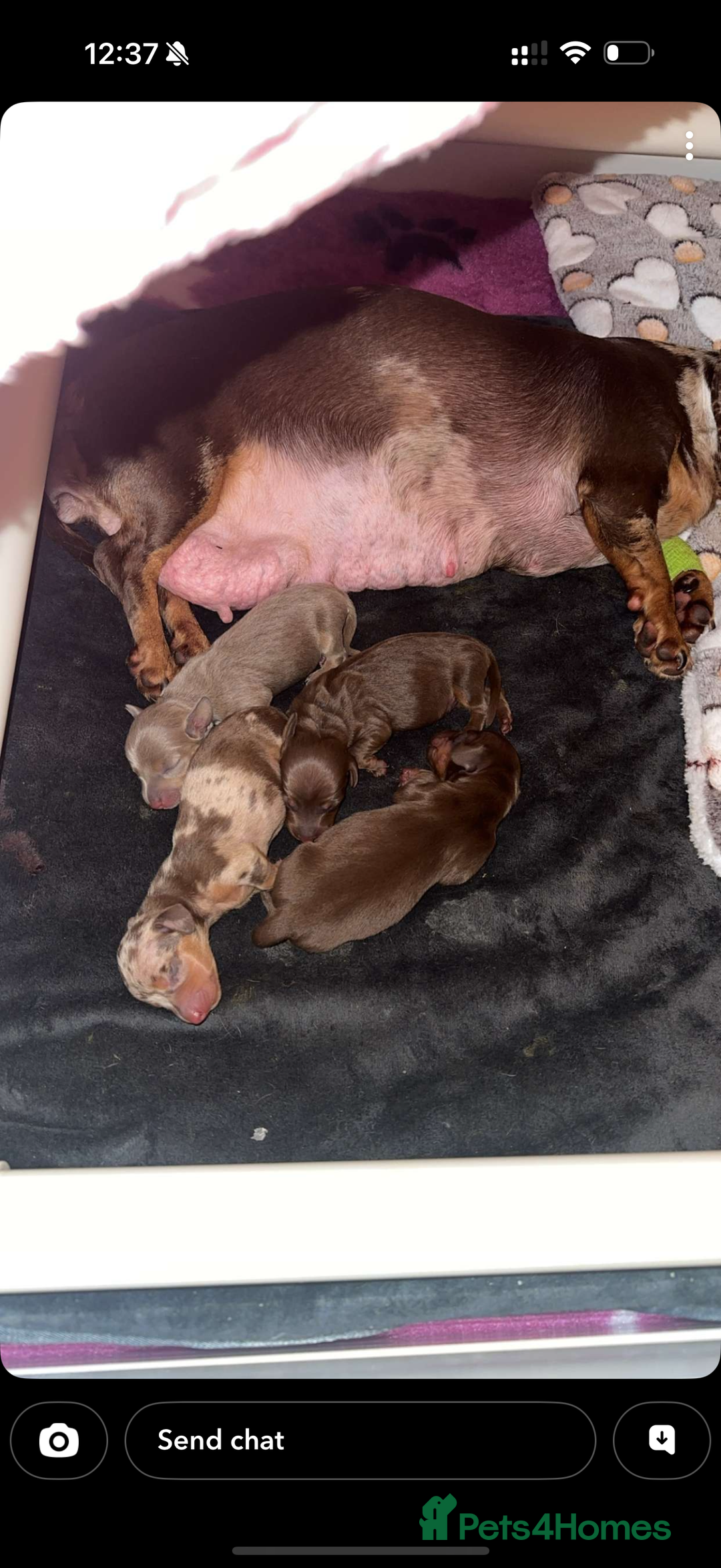 Miniature Dachshund dogs for sale: 🐾🌟 Miniature Dachshund Puppies🌟🐾 - Advert 4