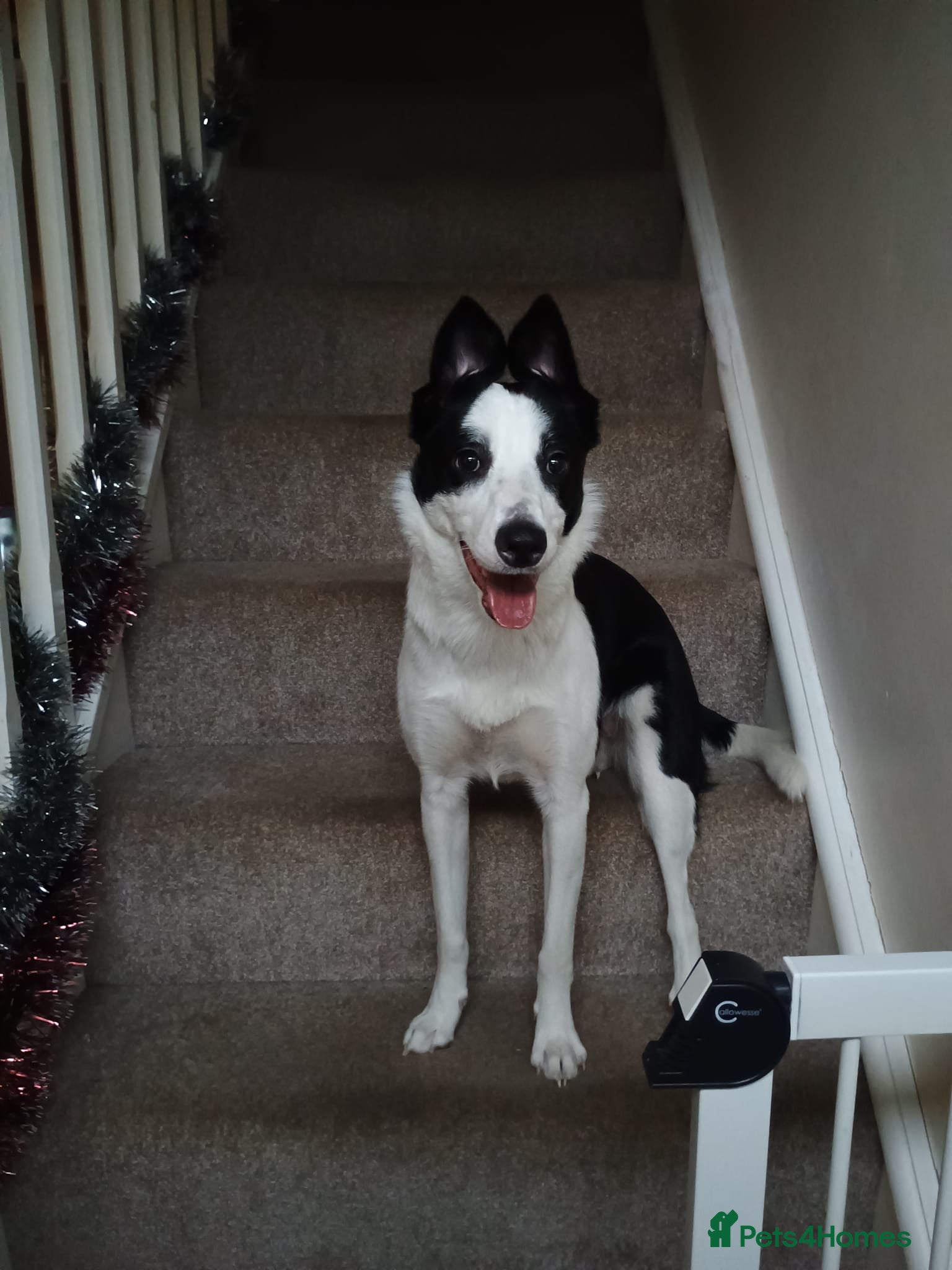 Border Collie dogs Female Dog Looking for a Stud - Advert 2