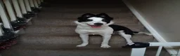 Border Collie dogs for stud: Female Dog Looking for a Stud in Bridgnorth - Advert 1