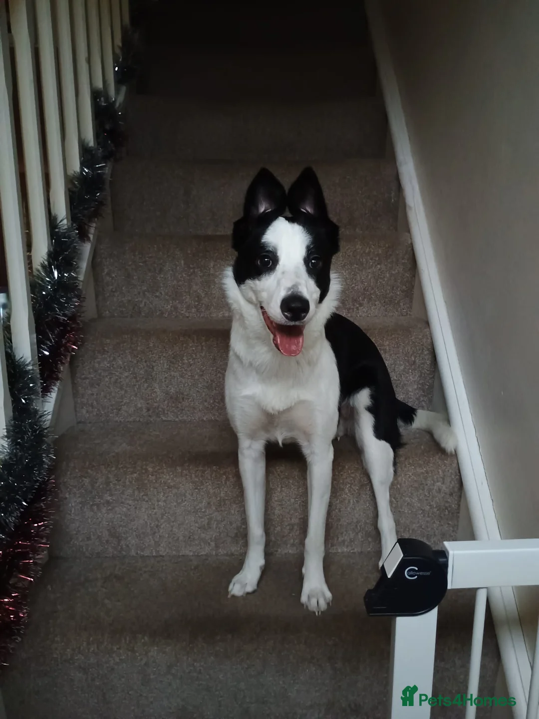 Border Collie dogs for stud: Female Dog Looking for a Stud in Bridgnorth - Advert 1