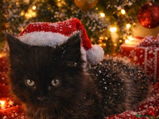 Maine Coon cats maine coon cross kitten available to reserve - Advert 10