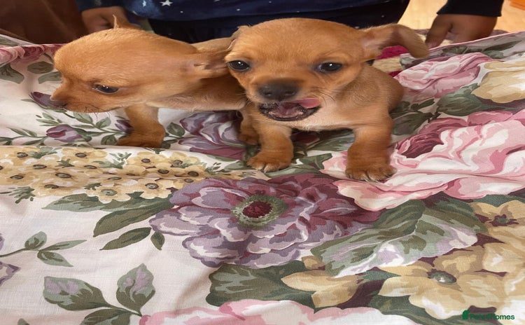 Chihuahua dogs - Advert 7