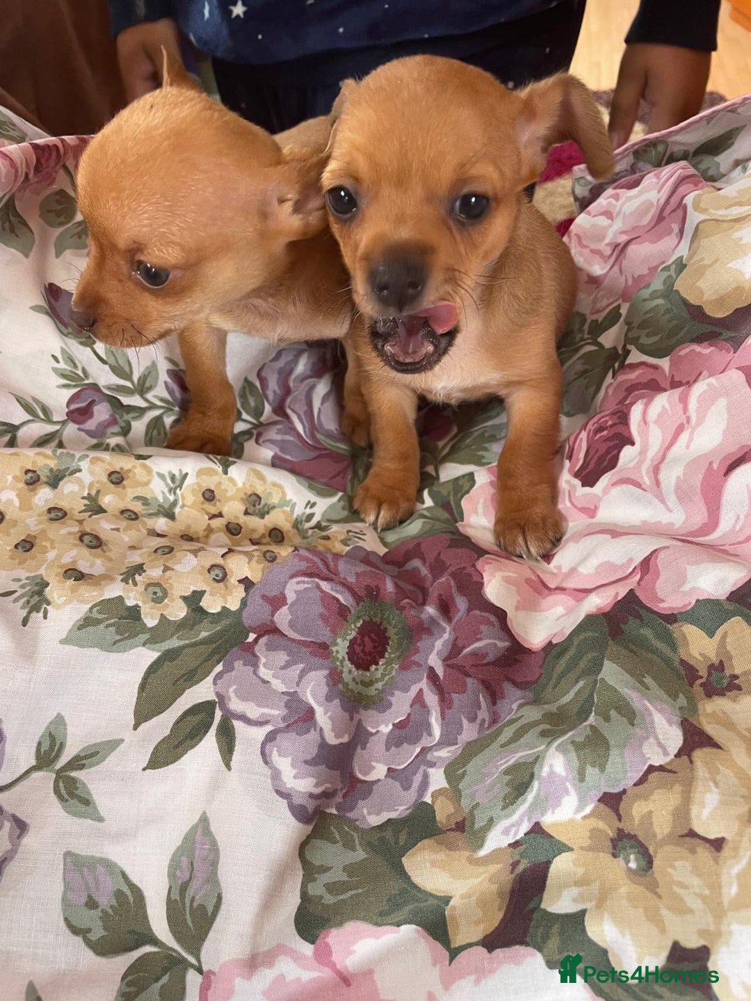 Chihuahua dogs for sale: ONLY 4 LEFT! Chihuahuas £650-£700 “Boys & Girls’ - Image 1