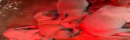 Labrador Retriever dogs for sale: KC Registered Fox red Labrador puppies available  - Advert 6