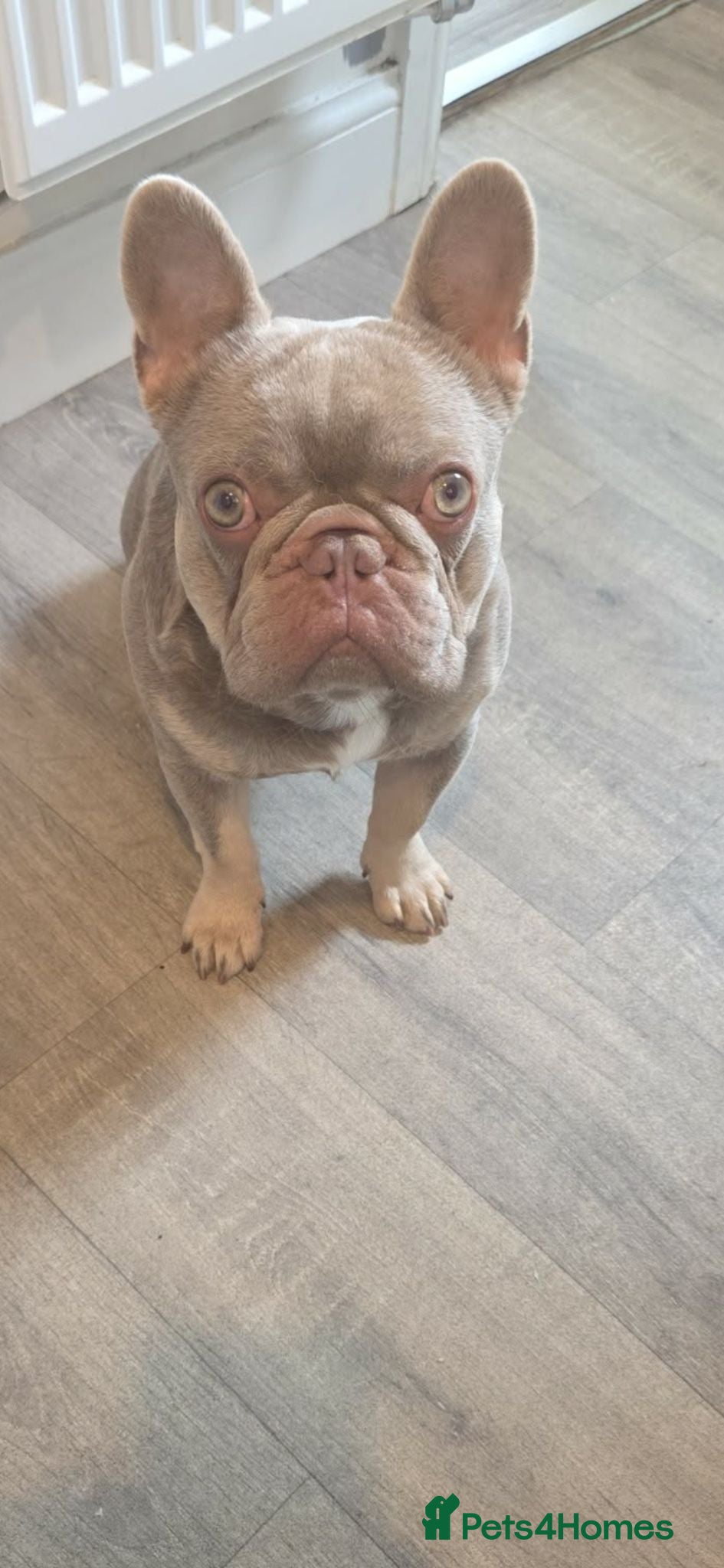 French Bulldog dogs French bulldog  - Advert 2